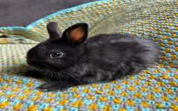 Netherland Dwarf rabbits for sale: Vaccinated Netherland Dwarf Rabbits - Image 7