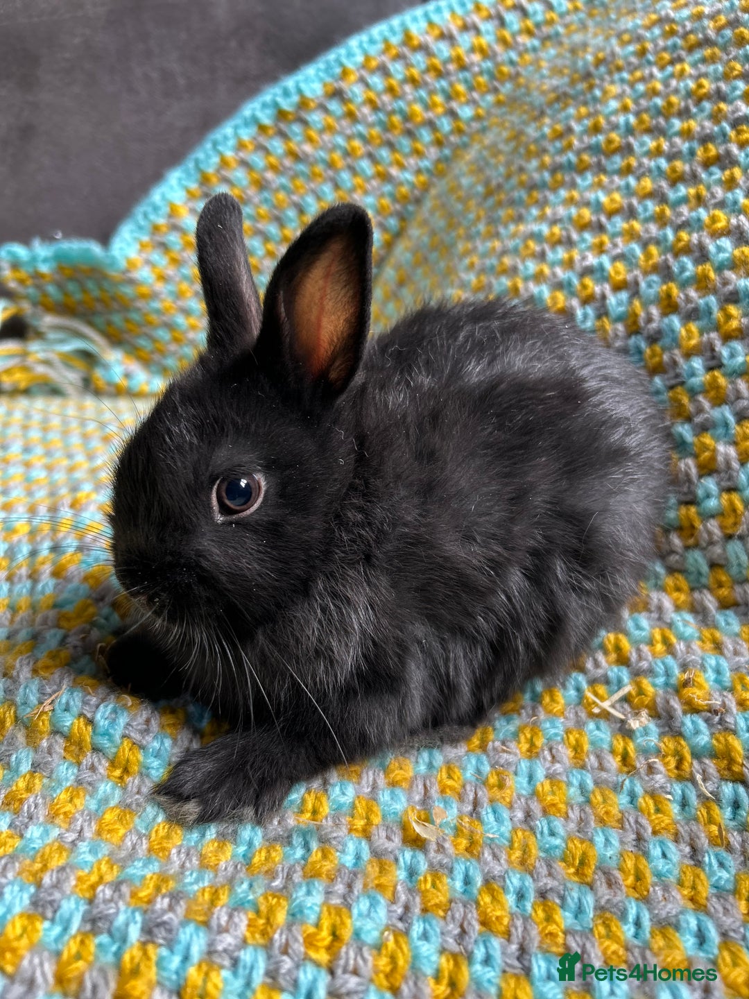 Netherland Dwarf rabbits for sale: Vaccinated Netherland Dwarf Rabbits - Image 7