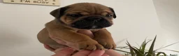 English Bulldog dogs for sale: Quality English bulldogs  - Advert 18