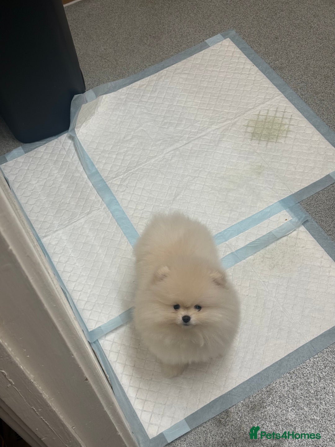 Pomeranian dogs for sale: Luxury  **  mini pedigree russian toy Pomeranian - Advert 4
