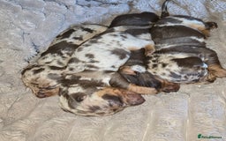 Miniature Dachshund dogs for sale: Dapple miniature dachshund - Image 16