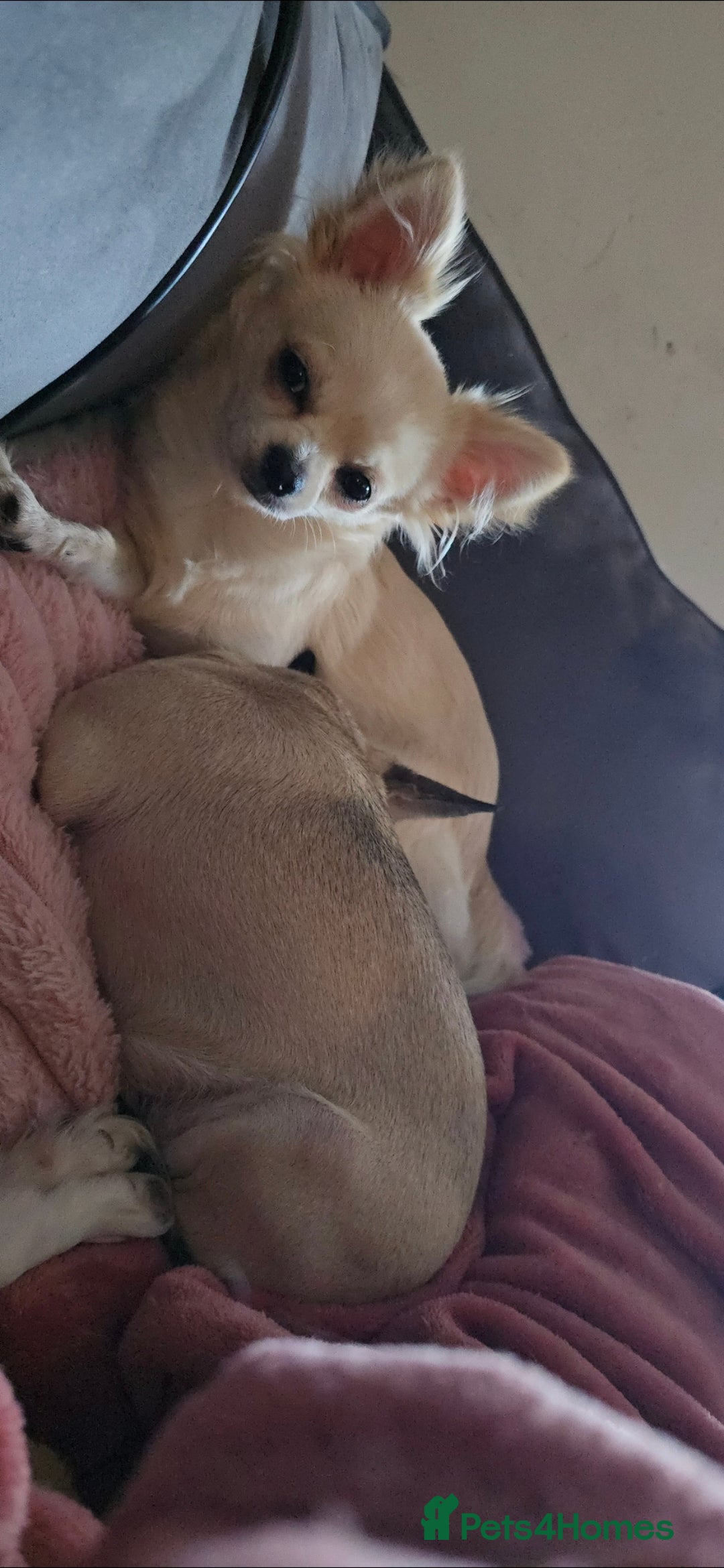 Chihuahua dogs for sale: Rocky ❤️ - Advert 7