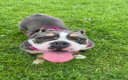 Olde English Bulldogge dogs for sale: Olde English Bulldogge Puppies  - Image 11