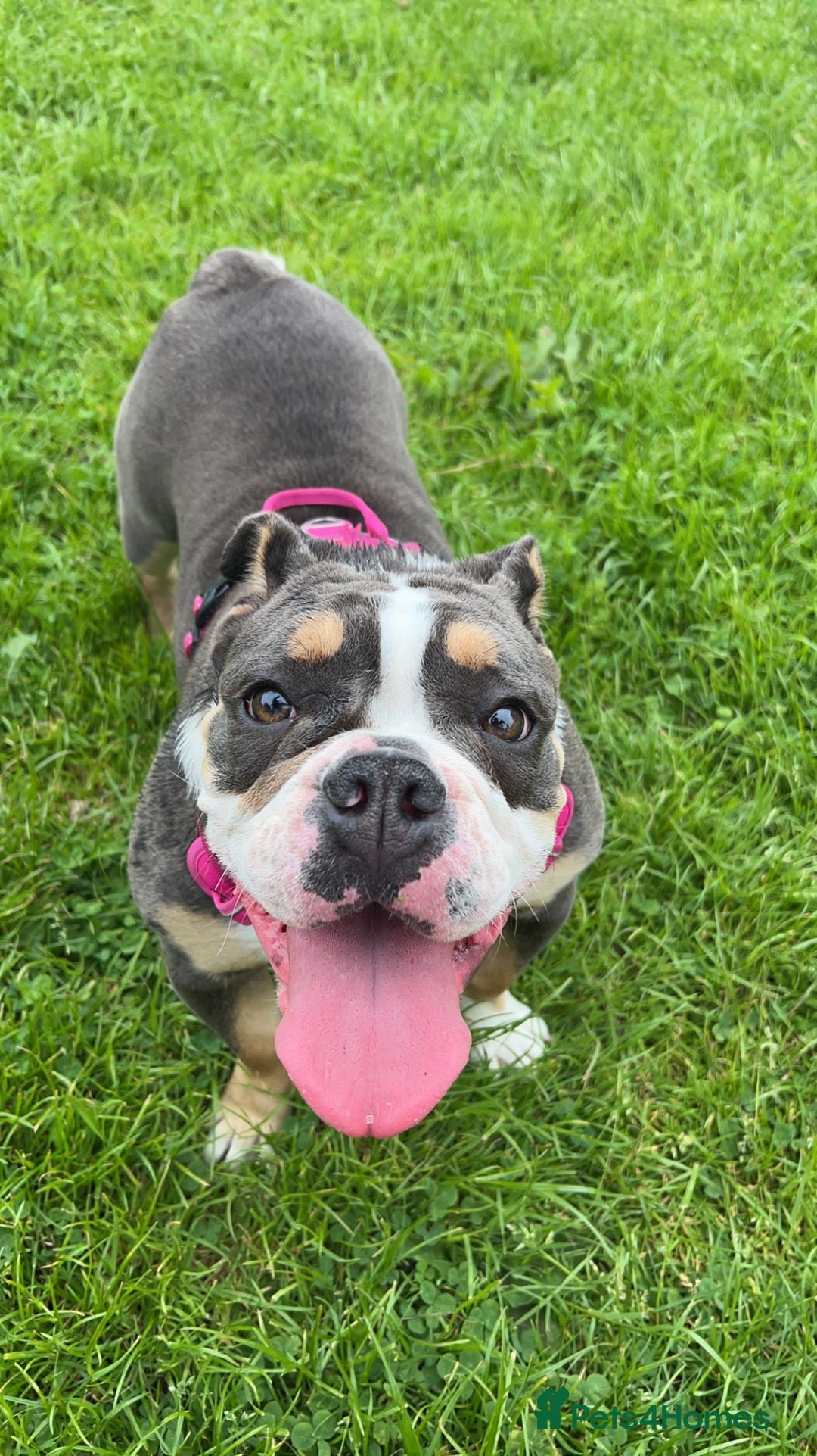 Olde English Bulldogge dogs for sale: Olde English Bulldogge Puppies  - Image 11