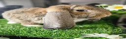 French Lop rabbits for sale: Vaccinated Giant French Lop Babies  - Advert 3