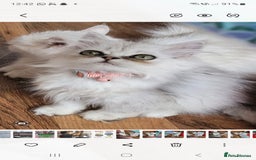 Persian cats for sale: Persian kittens - Image 2
