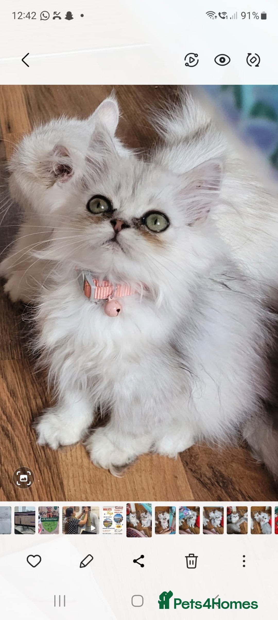Persian cats for sale: Persian kittens - Image 2