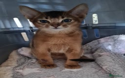 Abyssinian cats for sale: Pedigree abysinnian kittens - Image 8
