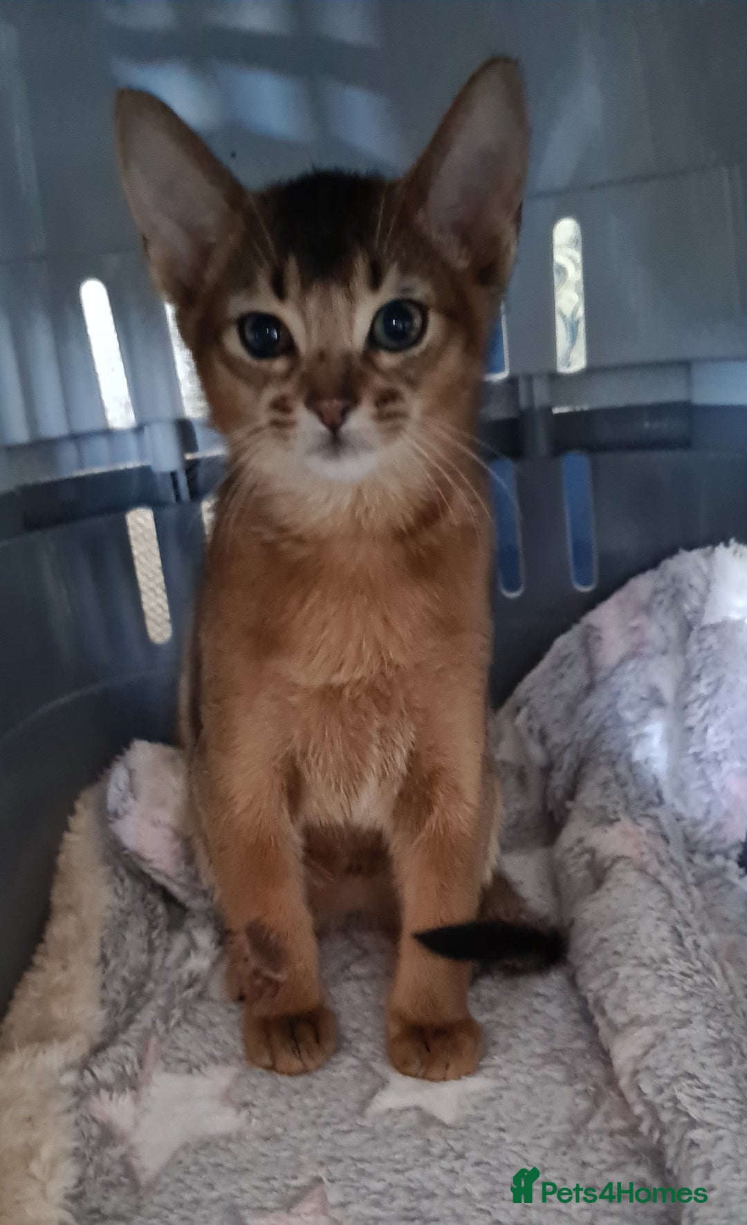Abyssinian cats for sale: Pedigree abysinnian kittens - Image 8