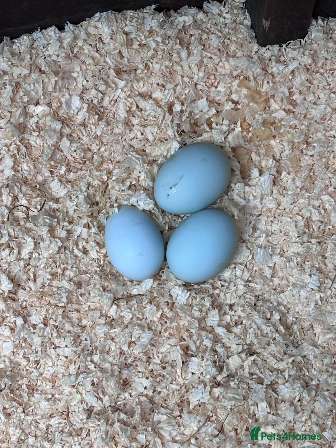 Chickens poultry for sale: Cream Legbar Hatching Eggs For Sale - Advert 2