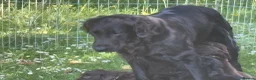 Flat coated Retriever dogs for sale: Gorgeous liver and black Flatcoat Retrievers - Advert 5