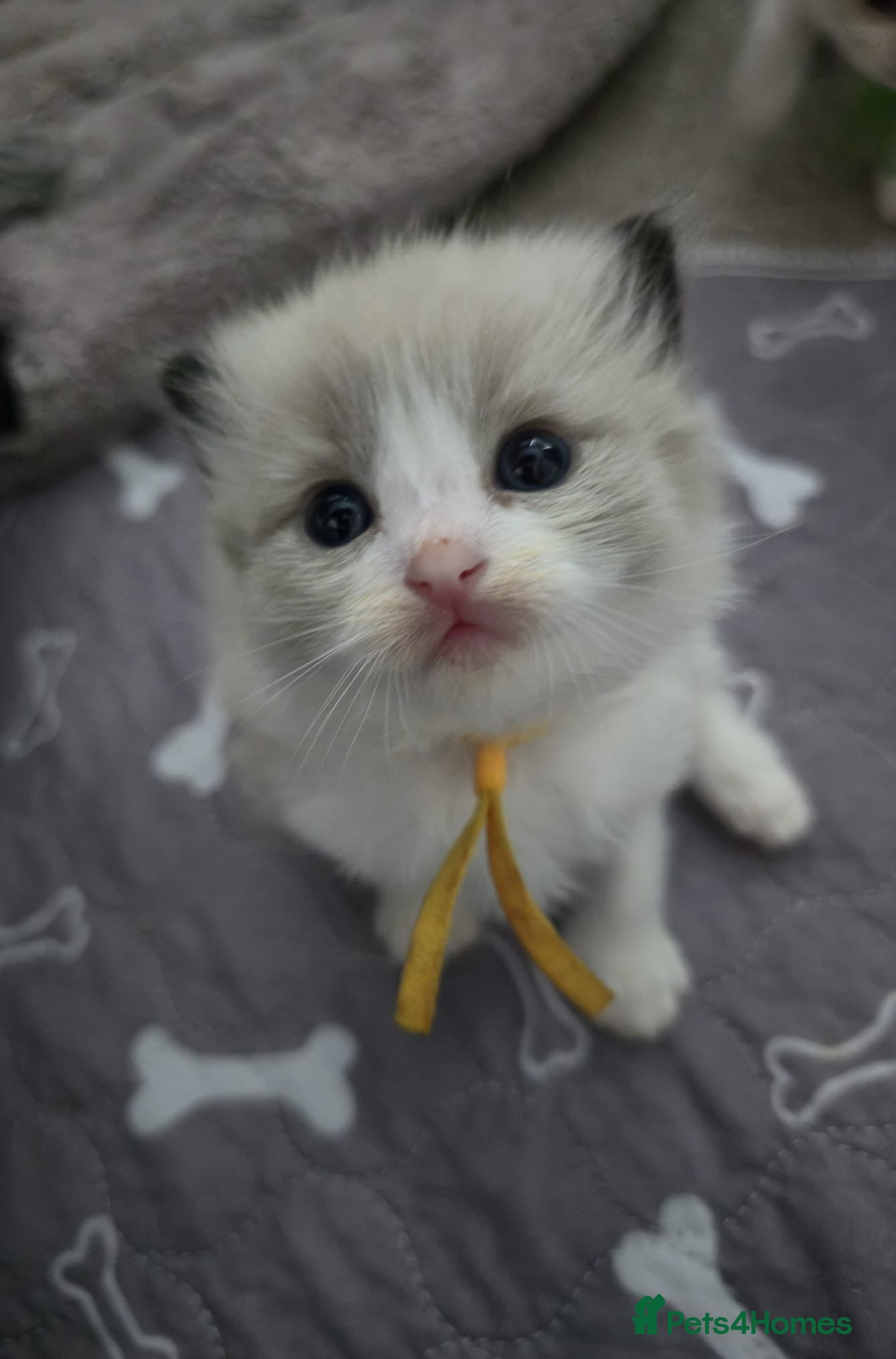 Ragdoll cats CollieKiss Ragdolls – Beautiful TICA Registered - Advert 2