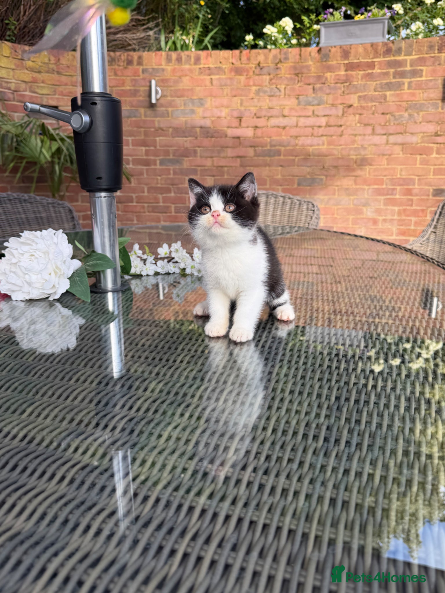 British Shorthair cats Full Pedigree/Registered BSH from £995 - Advert 2