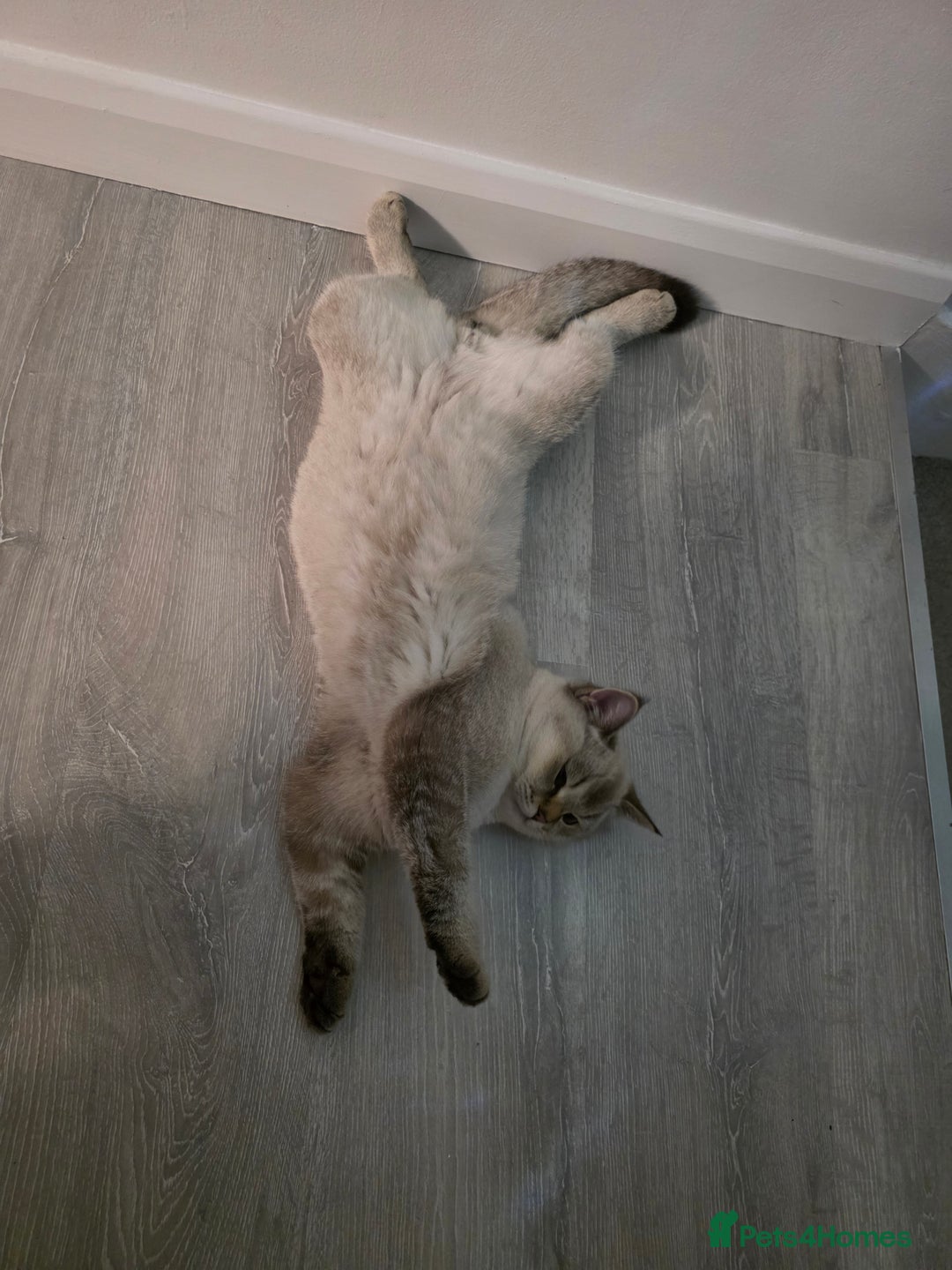 Scottish Fold cats for sale: Rehome  - Advert 1