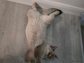 Scottish Fold cats Rehome - Advert 4