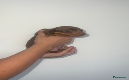 Miniature Dachshund dogs for sale: Last boy(Miniature Dachshunds)  - Image 5