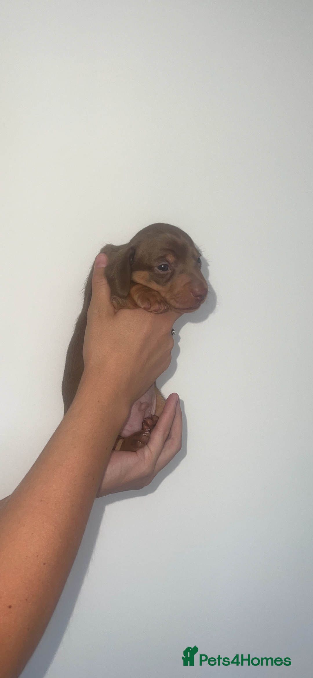 Miniature Dachshund dogs for sale: Last boy(Miniature Dachshunds)  - Image 5