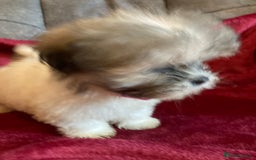 Lhasa Apso dogs for sale: Lhasa Apso Puppies 🐶  - Image 24