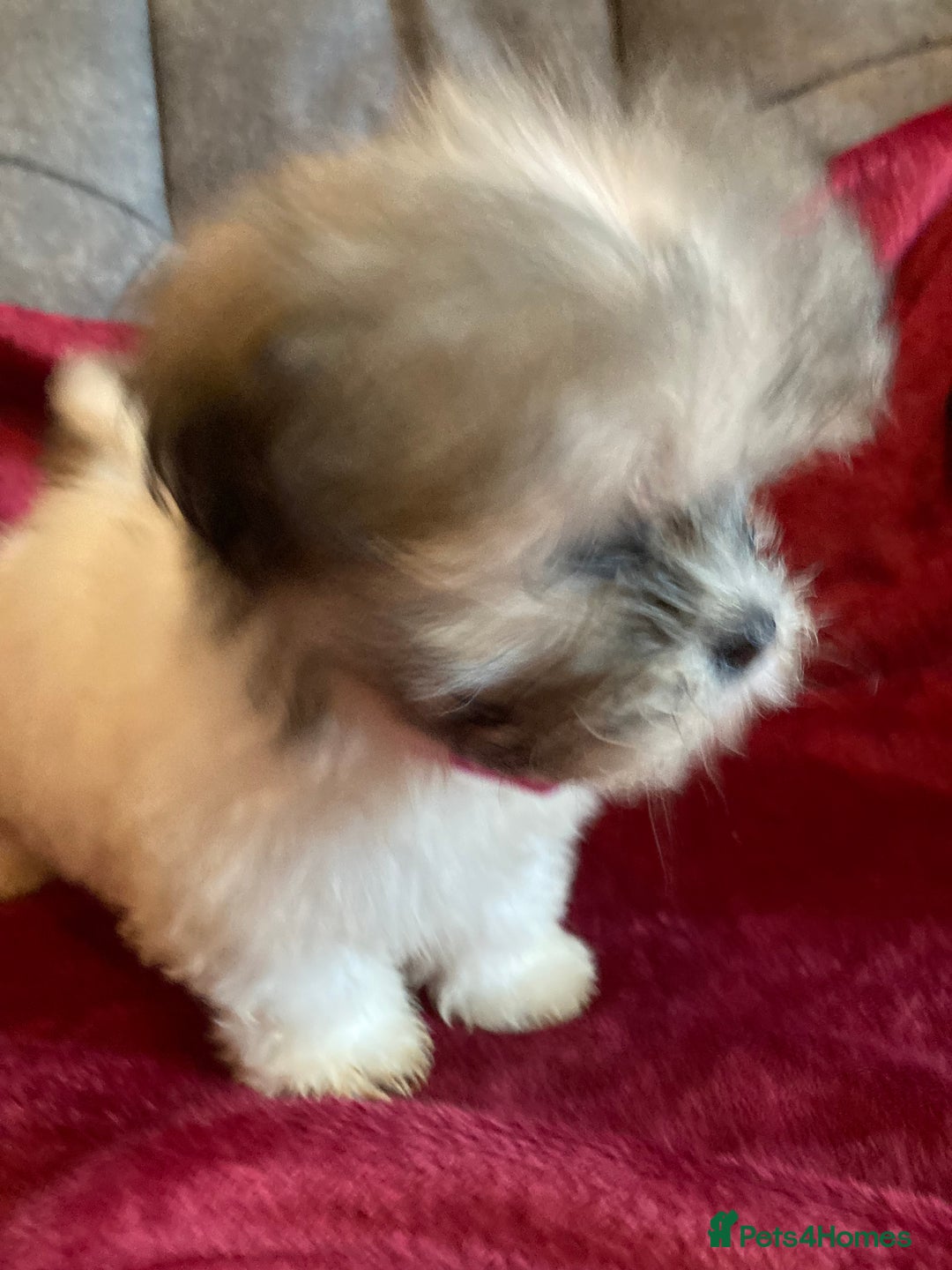 Lhasa Apso dogs for sale: Lhasa Apso Puppies 🐶  - Image 24