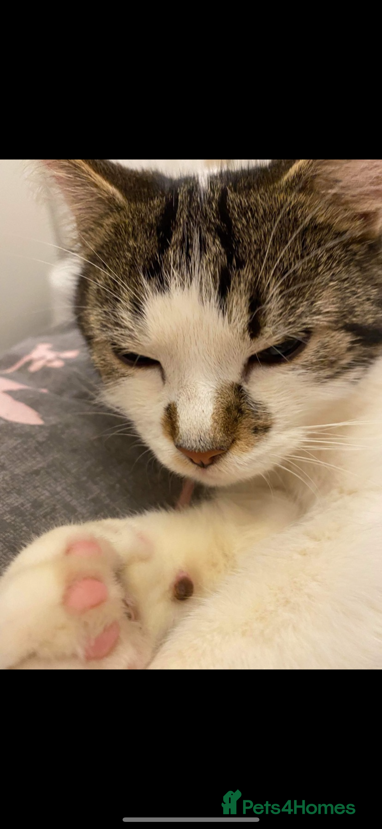 British Shorthair cats 6 year old Male cat in need of new home - Advert 4