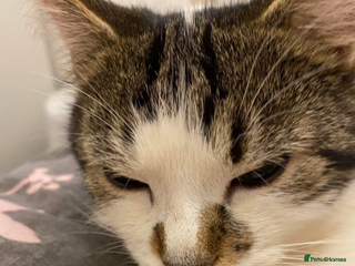 British Shorthair cats 6 year old Male cat in need of new home - Advert 4