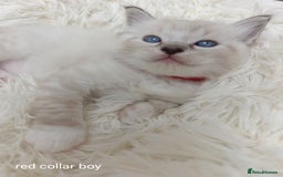 Ragdoll cats for sale: Adorable Ragdoll kittens - Image 11