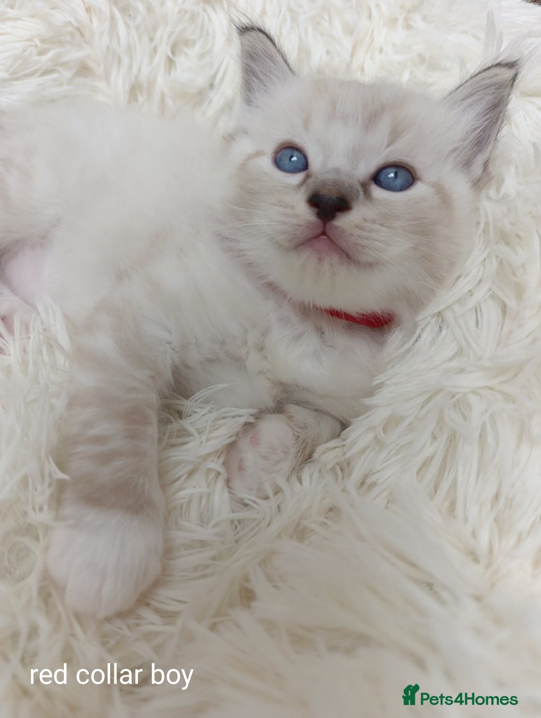 Ragdoll cats for sale: Adorable Ragdoll kittens - Image 11