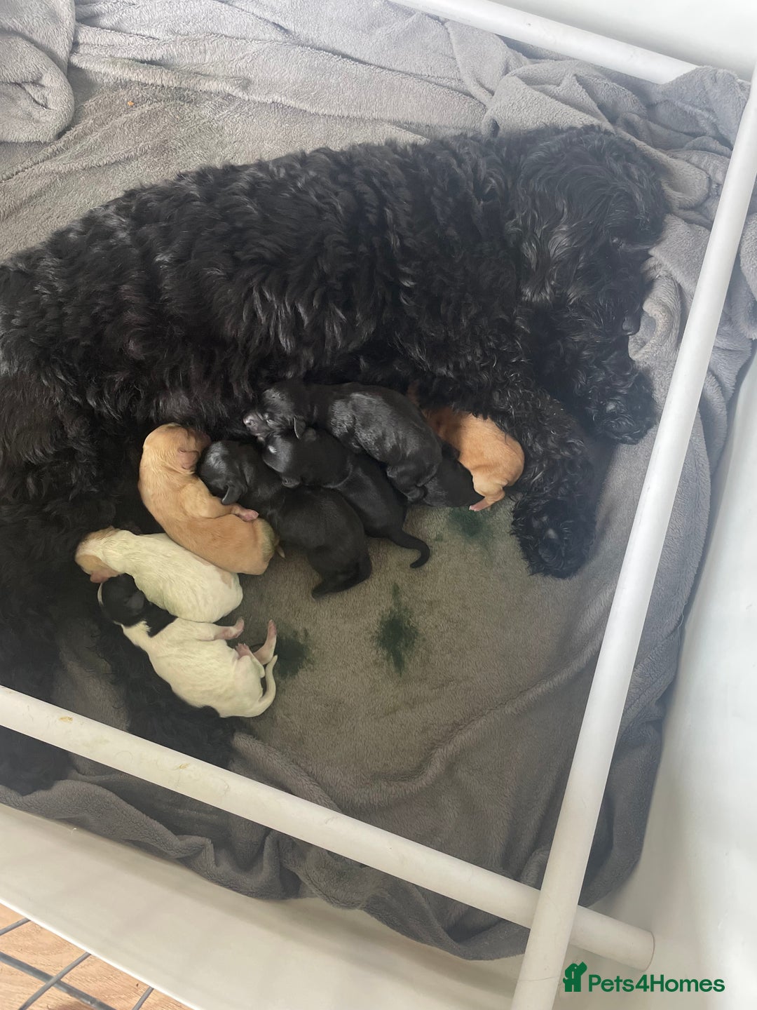 Cockapoo dogs for sale: 5 Cockerpoo F2 Pups, Gorgeous  - Image 5