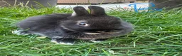 Netherland Dwarf rabbits for sale: Netherland Dwarf Rabbits For Sale - Advert 12