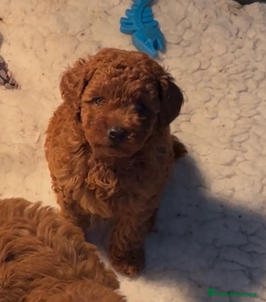 Toy Poodle dogs for sale: Female Red Toy Poodle DNA tested Parents  - Advert 9