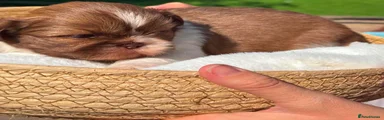 Shih Tzu 1