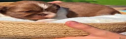 Shih Tzu dogs for sale: Stunning litter colours 😍 Imperial Shihzu babies  - Advert 6