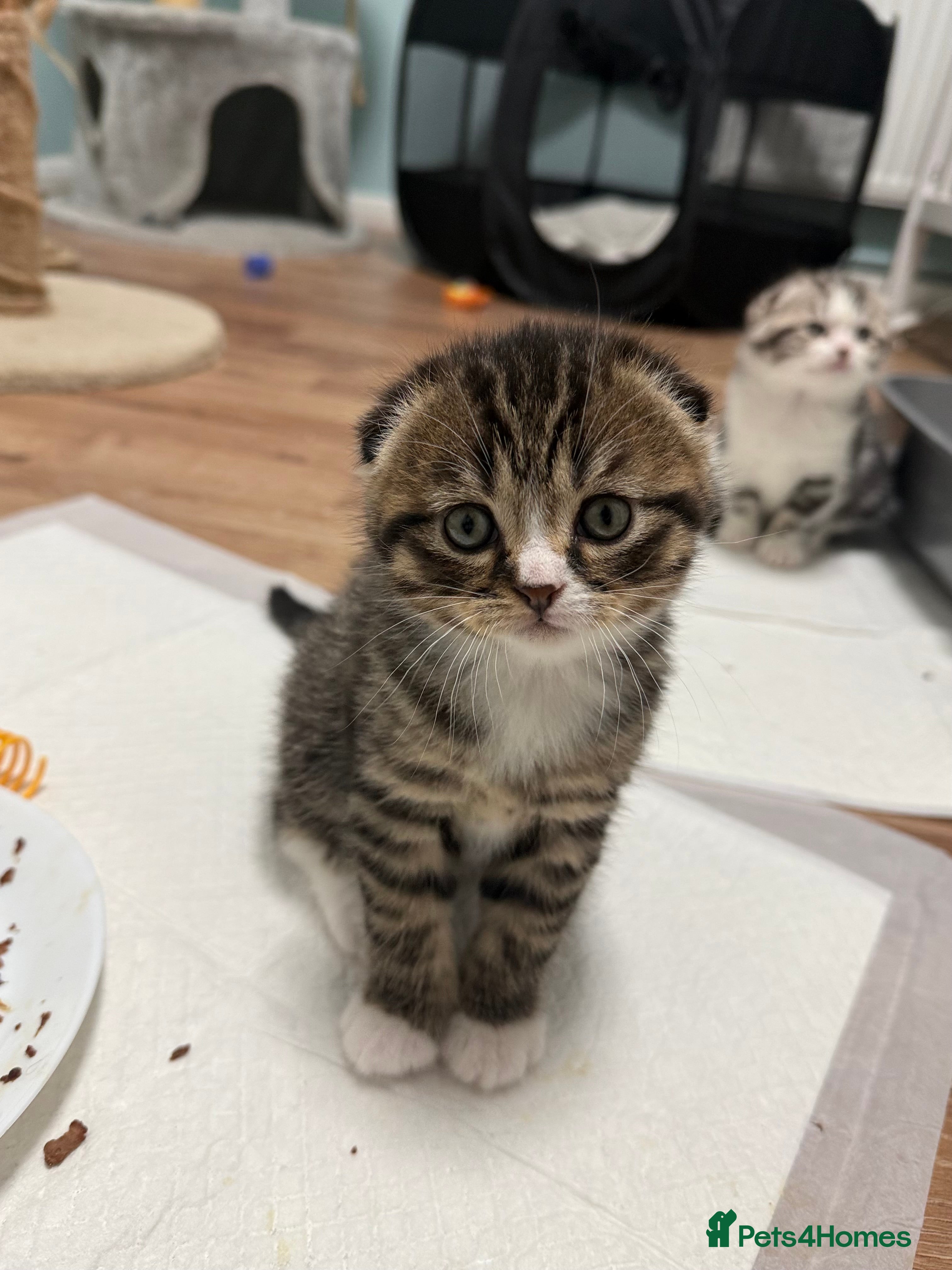 Scottish Fold cats 4 beautiful Scottish fold kittens 🤍 - Advert 2