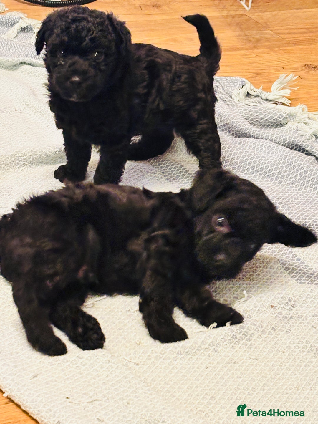 Labradoodle dogs for sale: Miniature Labradoodles - Advert 10