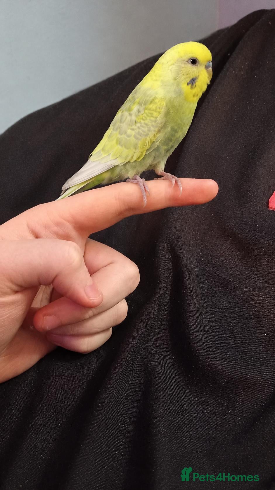Budgerigars birds budgie looking for a forever home - Advert 14