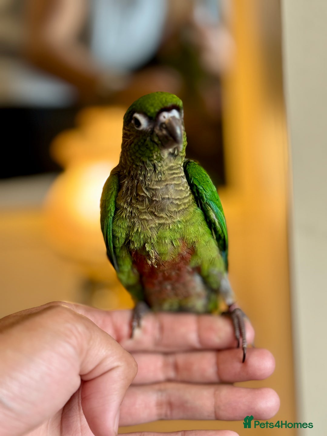 Parrots birds for sale: Adorable Hand-Reared Baby Conures – 10 Weeks Old - Image 10