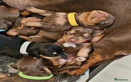 Miniature Dachshund dogs for stud: Miniature Dachshund for stud - Image 7
