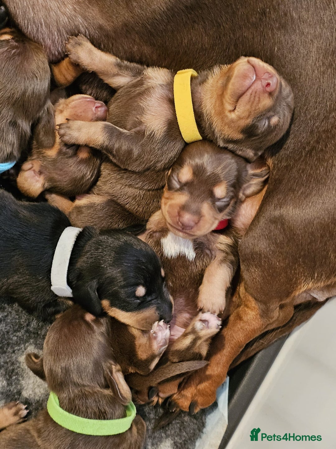 Miniature Dachshund dogs for stud: Miniature Dachshund for stud - Image 7
