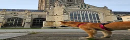 Japanese Shiba Inu dogs for sale: Beautiful Shiba Inu, 4-Year-Old Female  - Advert 3