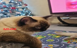 Ragdoll cats for sale: Two beautiful 5 month old Ragdoll kittens for sale - Advert 2