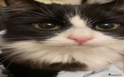 British Longhair cats for sale: 3 year old adorable kitty 🐱 💗 - Image 2