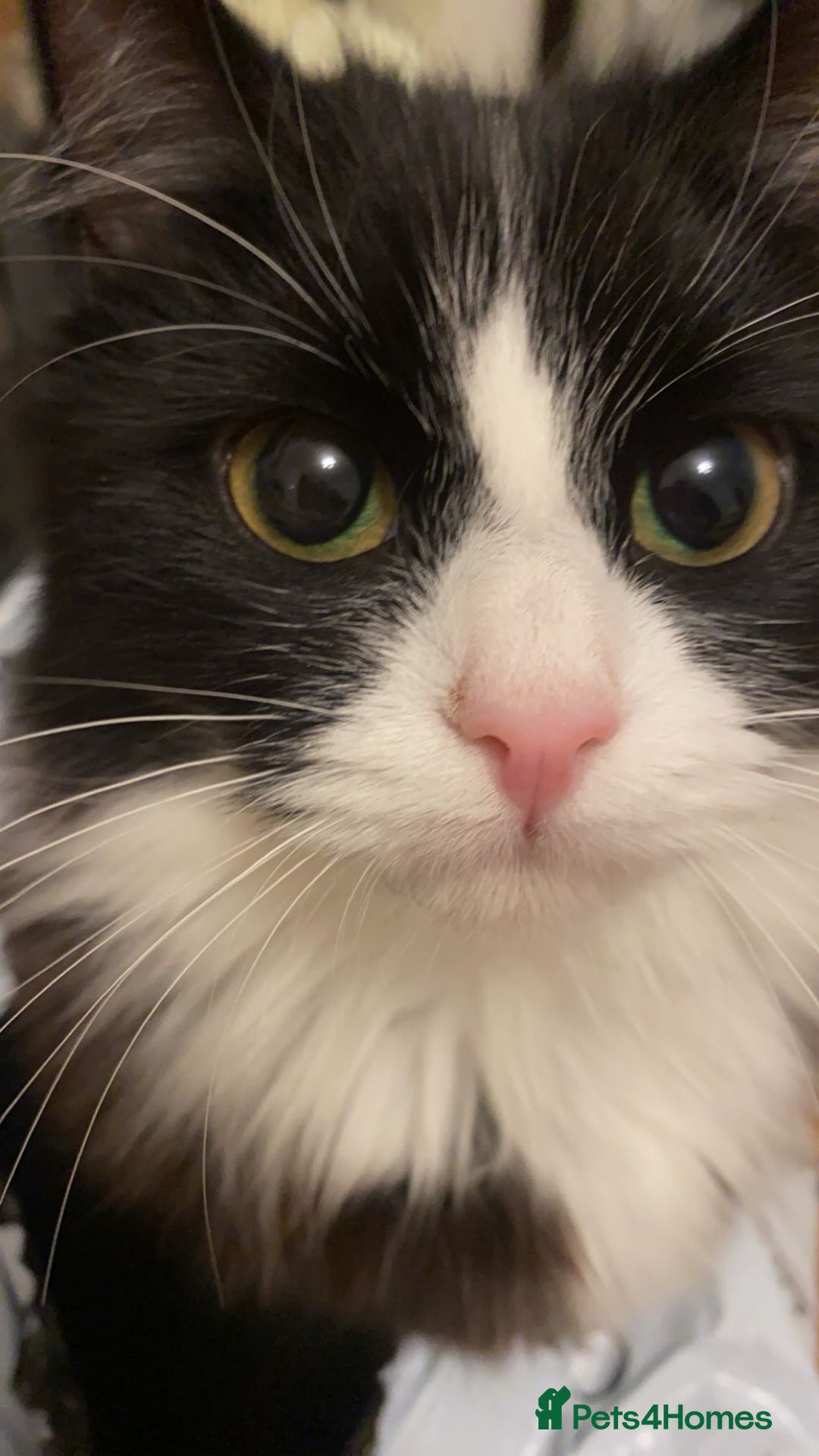 British Longhair cats for sale: 3 year old adorable kitty 🐱 💗 - Image 2