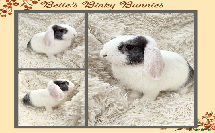 Mini Lop rabbits - Advert 8