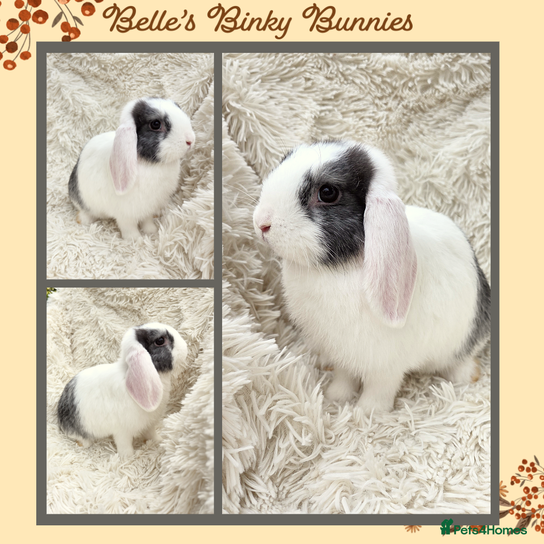 Mini Lop rabbits for sale: 🧡 READY NOW Mini Lop Doe 🧡 9wk old - Image 1