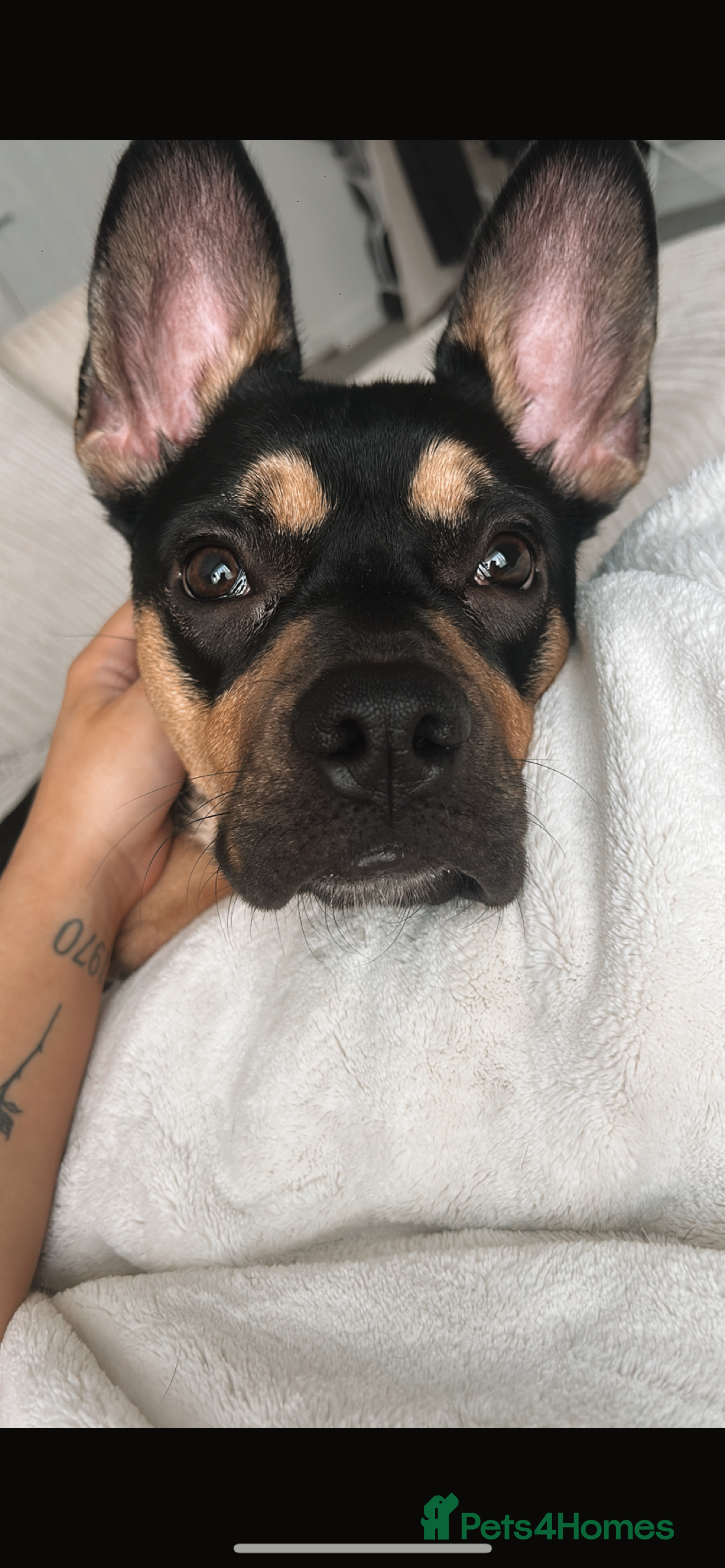 Mixed Breed dogs French Bulldog Cross  - Advert 8