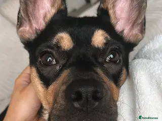 Mixed Breed dogs French Bulldog Cross - Advert 8