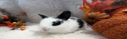 Rex rabbits for sale: Rex x Netherland dwarf  - Advert 32
