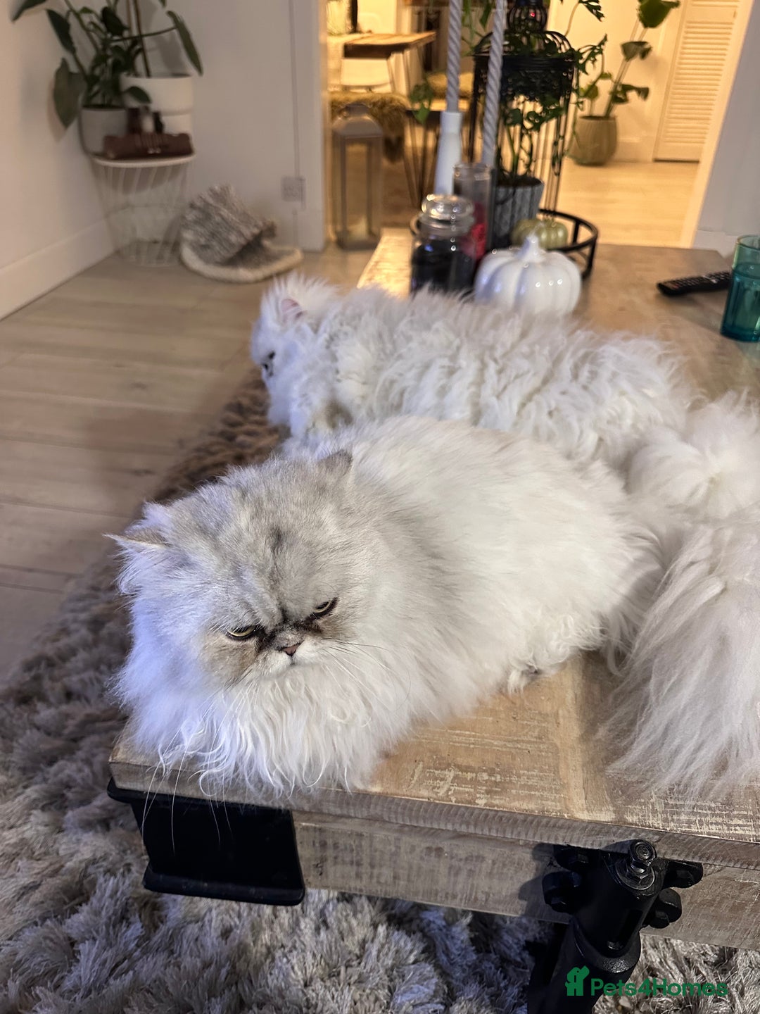 Persian cats for sale: Persian chinchilla cats - Advert 11