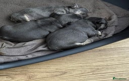 French Bulldog dogs for sale: Beautiful chunky frenchies - Image 2