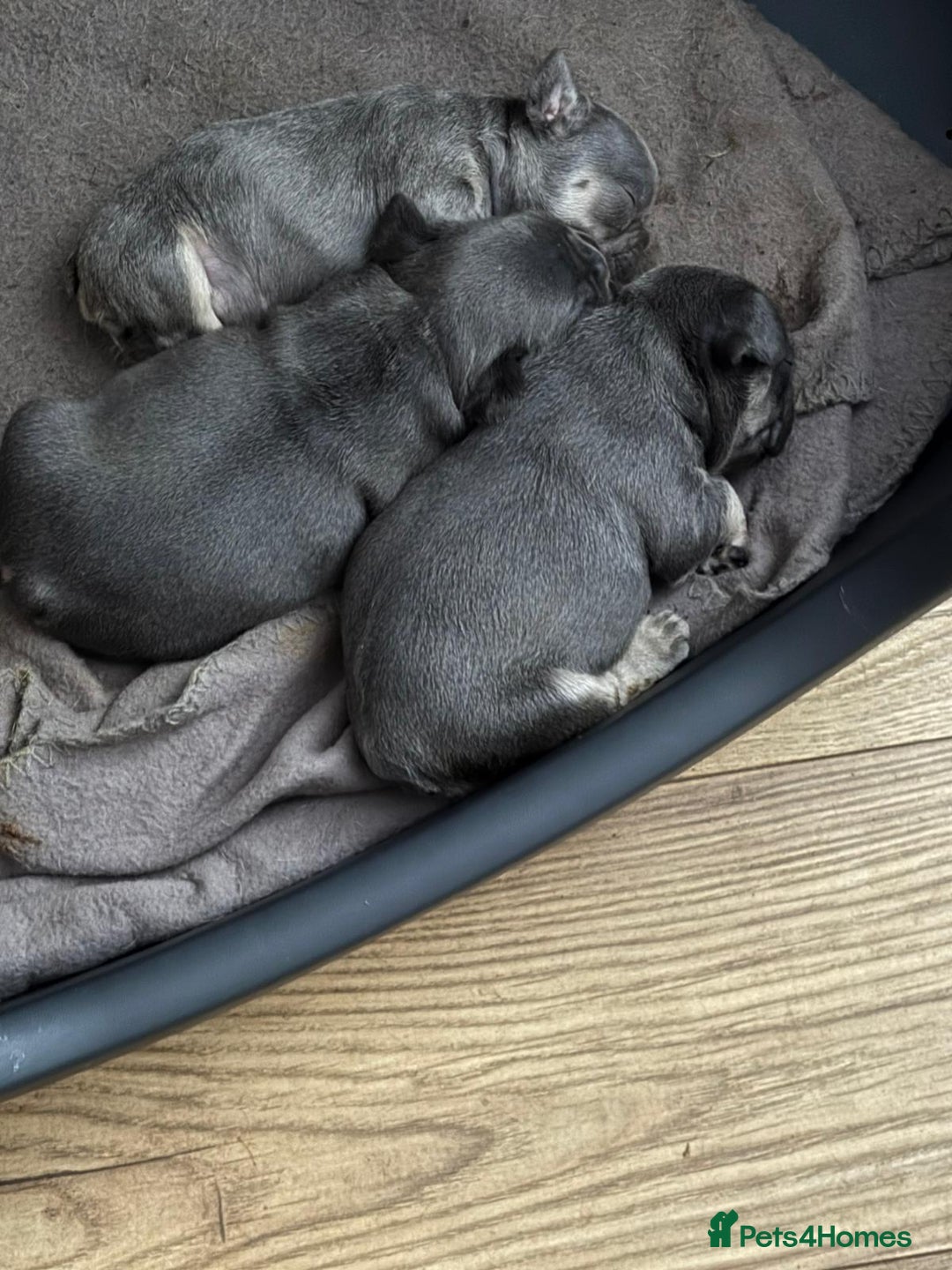 French Bulldog dogs for sale: Beautiful chunky frenchies - Image 2